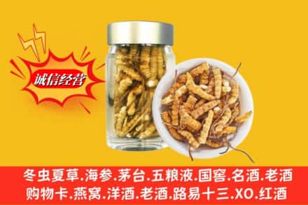 西陵区名酒回收散虫草.jpg