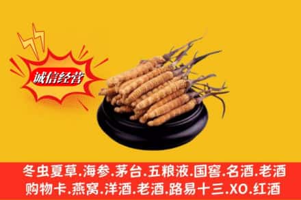 西陵区名酒回收冬虫夏草.jpg